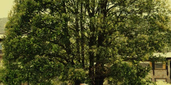 333体育|电竞-官方网站-真相大白！张镇麟加盟上海队和杨鸣毫无关系，而是从家庭角度考虑